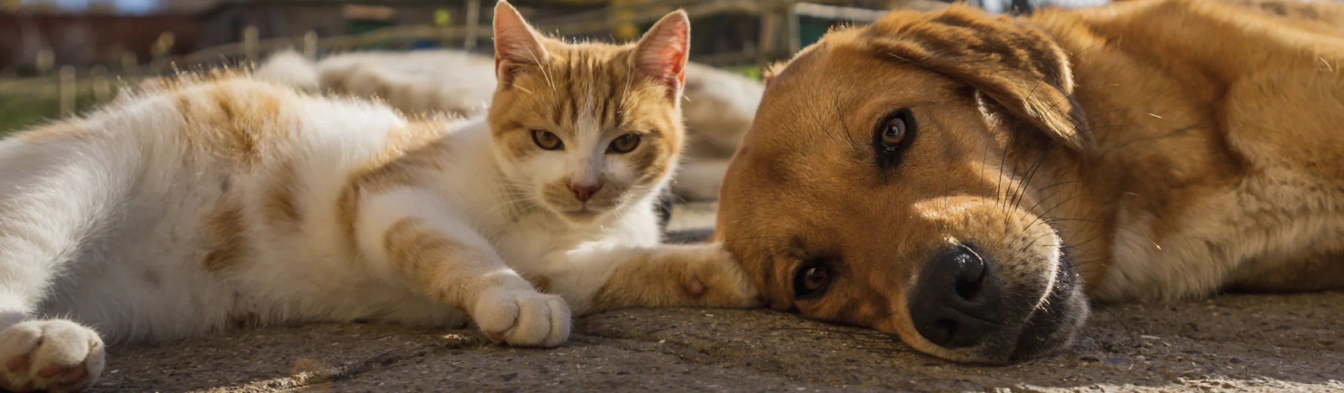 Dog and cat laying down